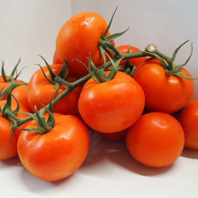 Ramo de tomates vermelhos frescos com caules verdes