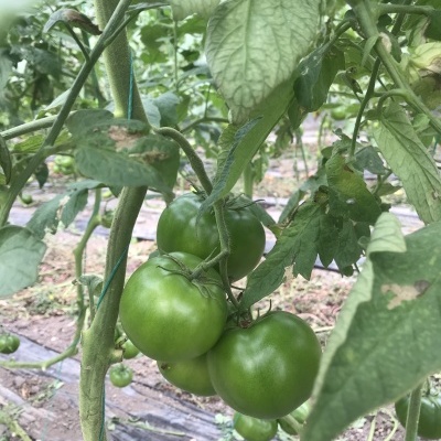 Ramo de tomateira com tomates verdes e folhas danificadas numa estufa