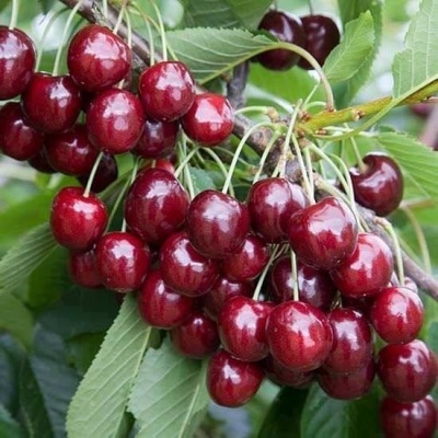 Cachos de cerejas vermelhas brilhantes em ramos com folhas verdes