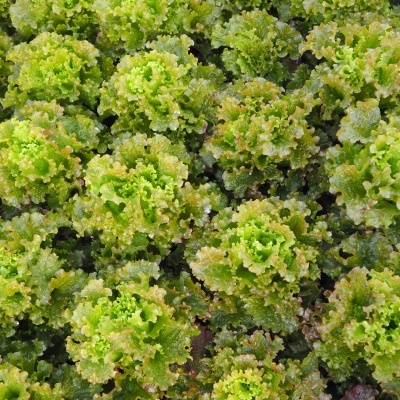Pés de alface verde com folhas friáveis e pontas vermelhas crescendo no solo