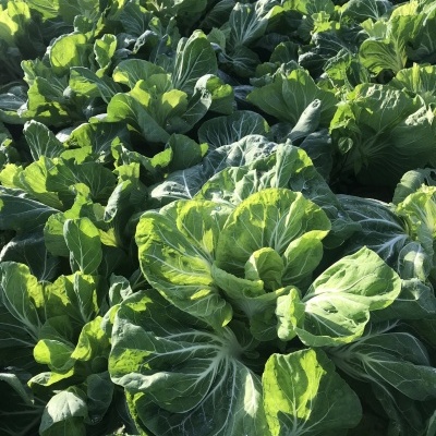 Campo de couve chinesa verde com luz solar natural