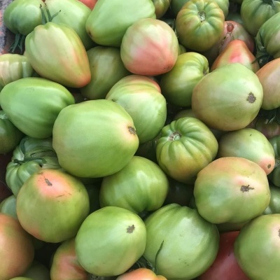 Tomates verdes com manchas rosadas empilhados