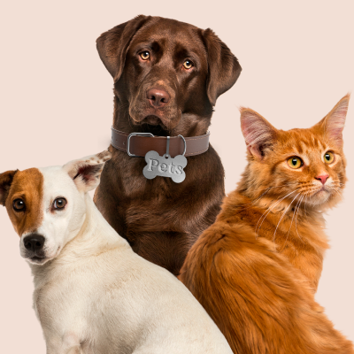 Três animais domésticos: dois cães e um gato, sobre fundo bege claro.