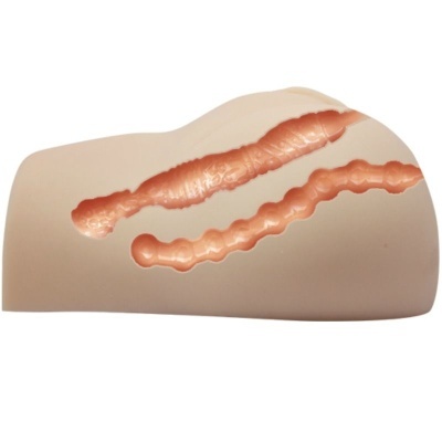 Modelo anatómico em borracha com cortes internos coloridos em rosa alaranjado