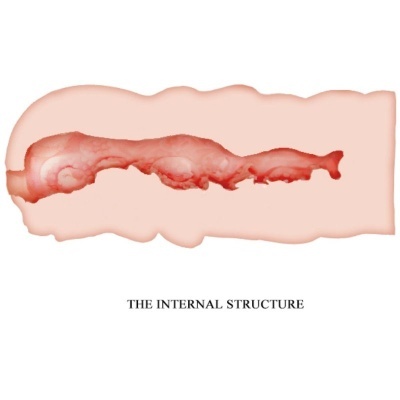 Ilustração digital de uma estrutura interna em tons de rosa e vermelho com texto 'THE INTERNAL STRUCTURE'.