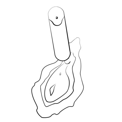 Ilustração em tinta preta de uma ostra aberta com cápsula central