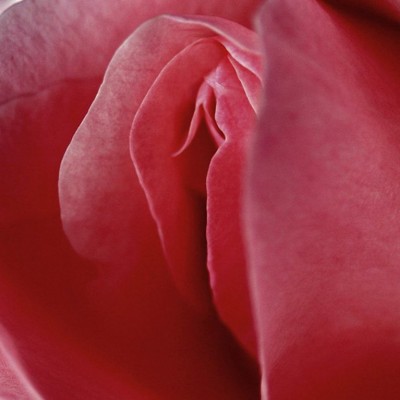 Close-up de pétalas rosa de uma flor