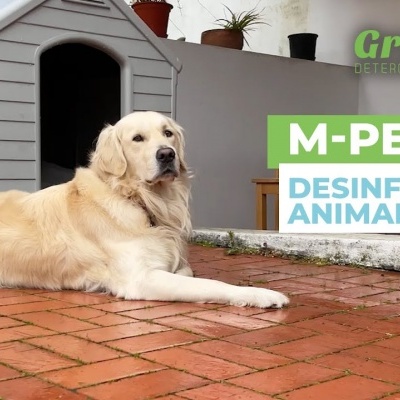 Cão Golden Retriever deitado em chão de tijolo, casota de cão ao fundo e texto publicitário ao lado.