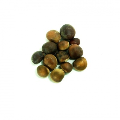 Feijões castanhos variados sobre fundo branco