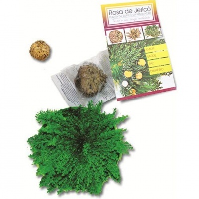 Planta Rosa de Jericó em estado seco e hidratado com embalagem ao lado