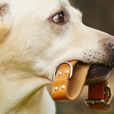 Cão com trela de couro na boca em ambiente exterior