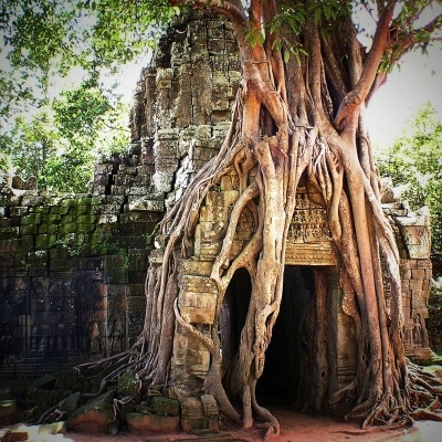 Ruínas antigas de pedra cobertas por raízes de árvore grandes