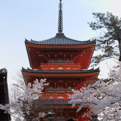 Edifício tradicional japonês vermelho com flores de cerejeira