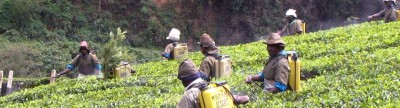 Trabalhadores com mochilas amarelas num campo verde