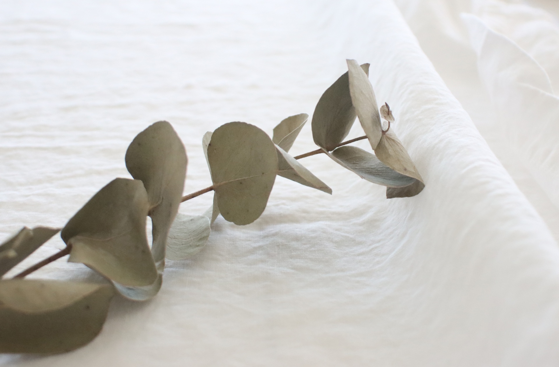 Ramo seco de folhas de eucalipto castanhas sobre tecido branco