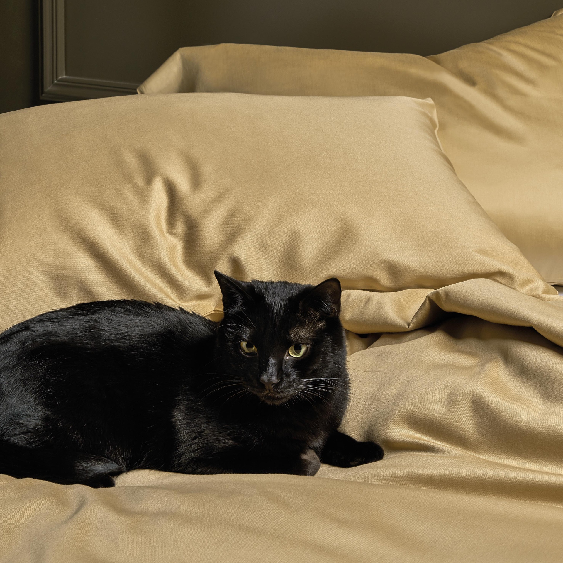 Gato preto deitado sobre roupa de cama bege claro