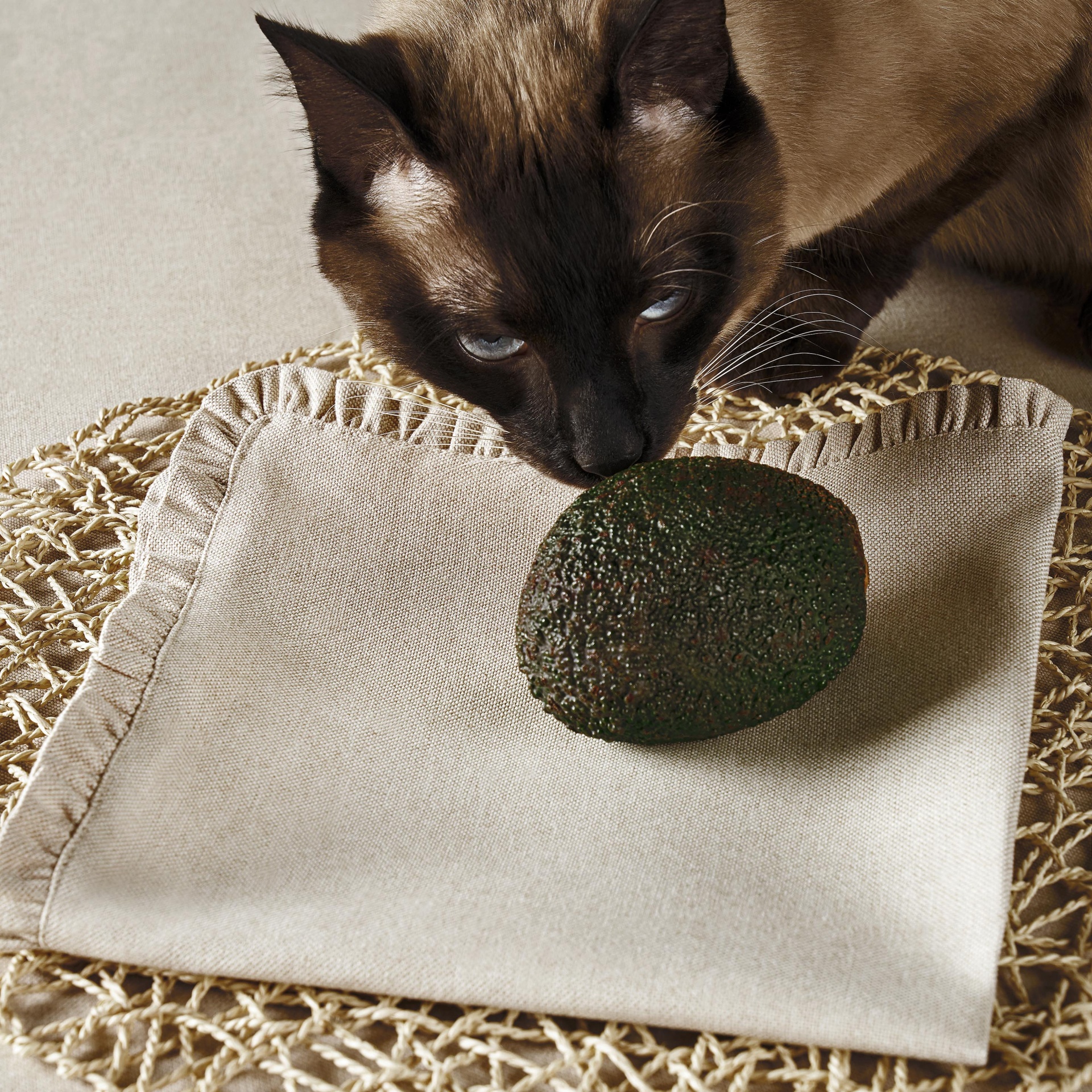 Gato siamês a cheirar abacate sobre guardanapo bege e base trançada