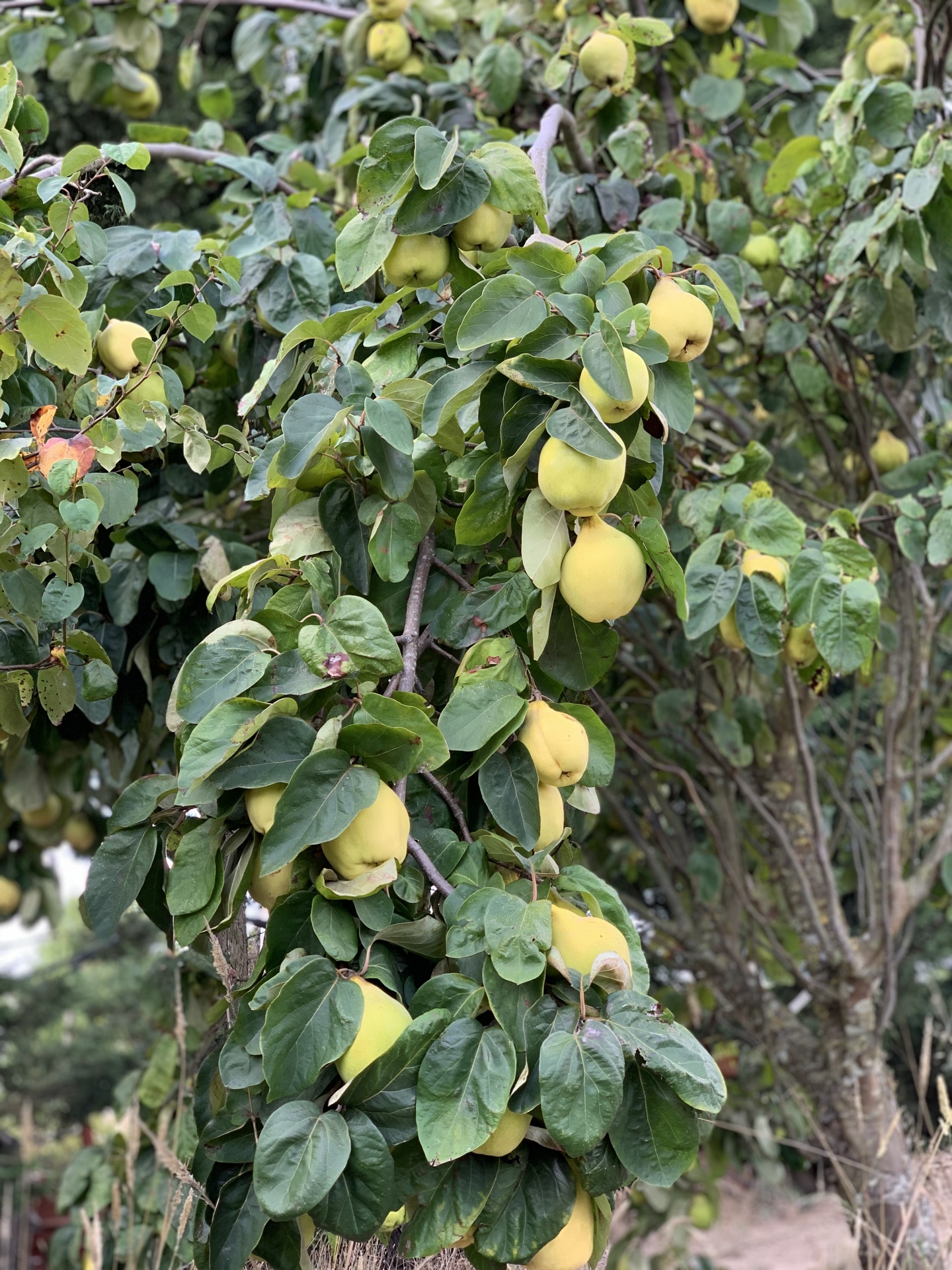 Árvore com frutos amarelos e folhas verdes