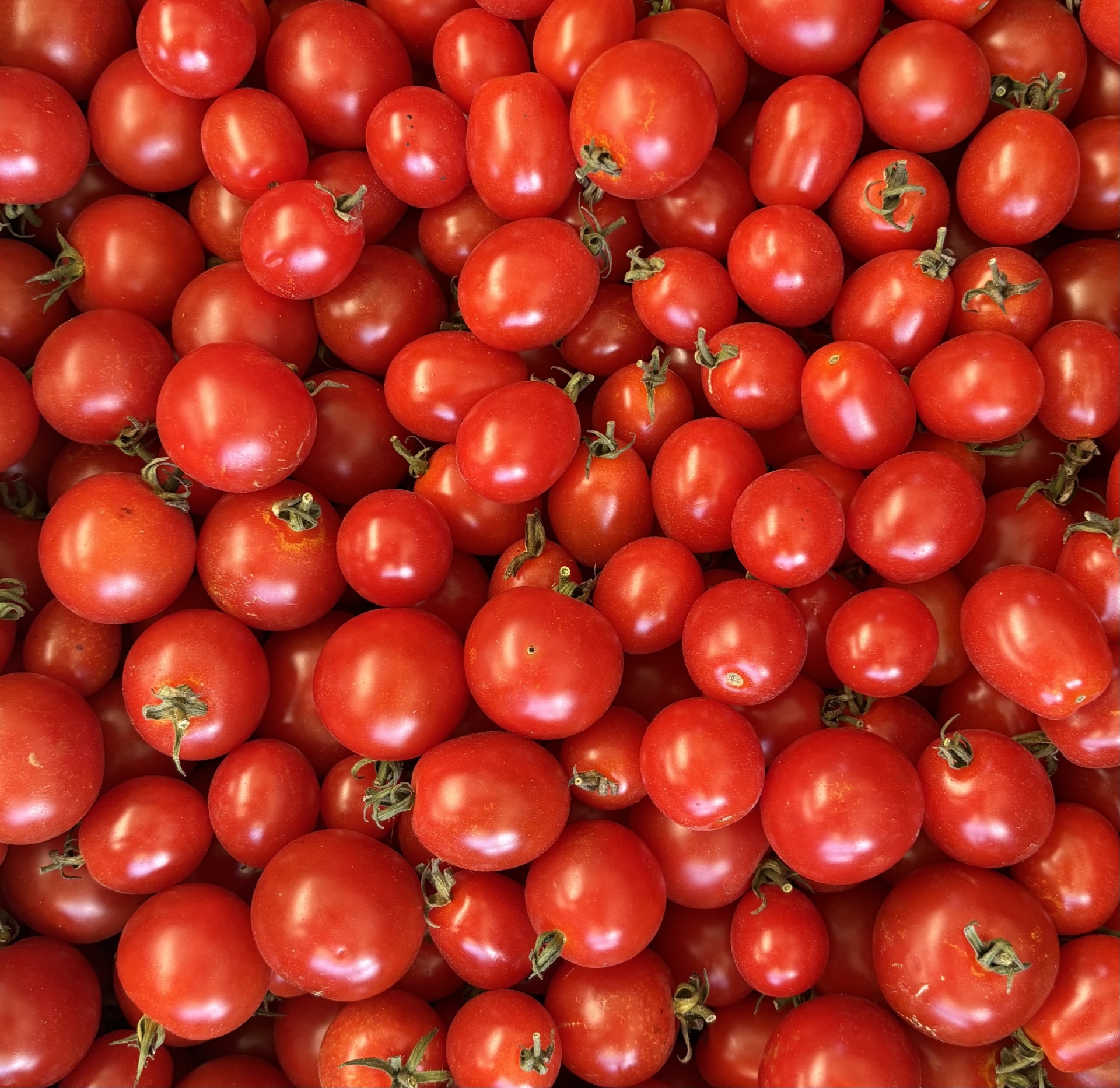 Tomates cereja vermelhos frescos com pequenas hastes verdes em grande quantidade