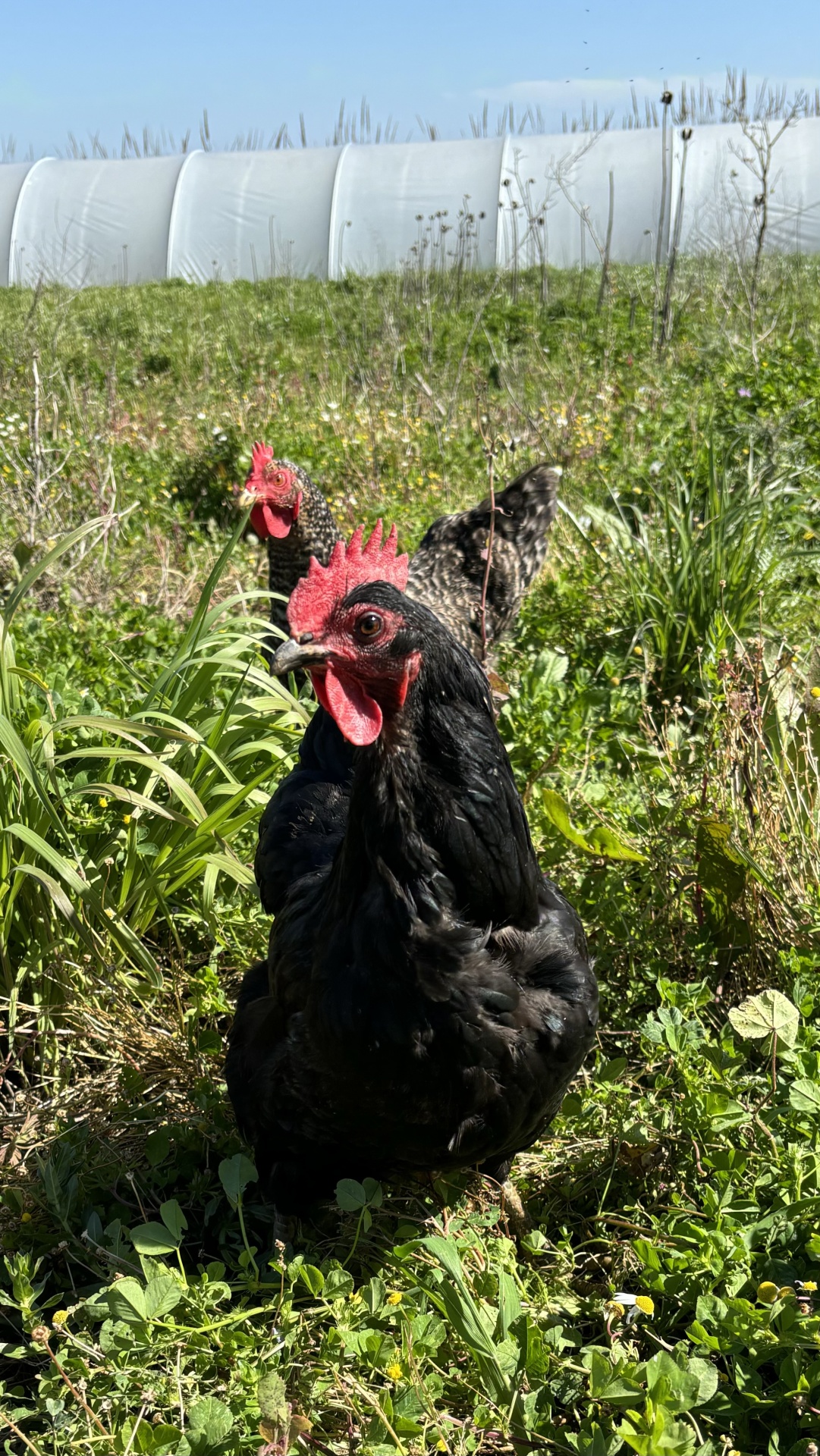Duas galinhas pretas com crista vermelha numa área verde ao ar livre