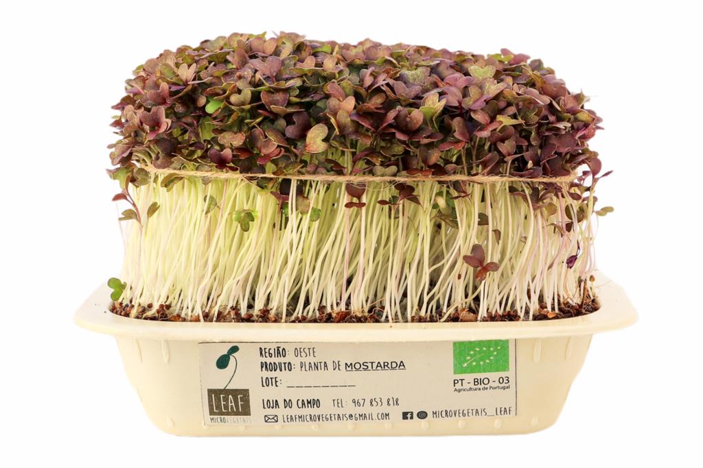 Planta de mostarda em vaso branco com rótulo e folhas verdes e castanhas