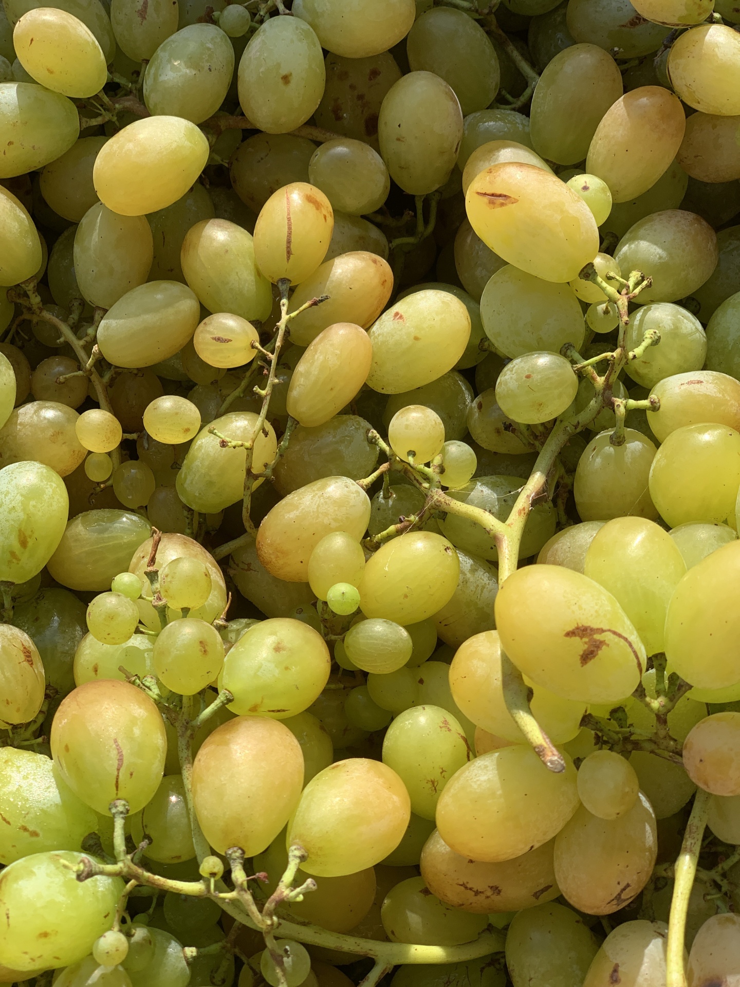 Cachos de uvas verdes com manchas marrons e luz natural