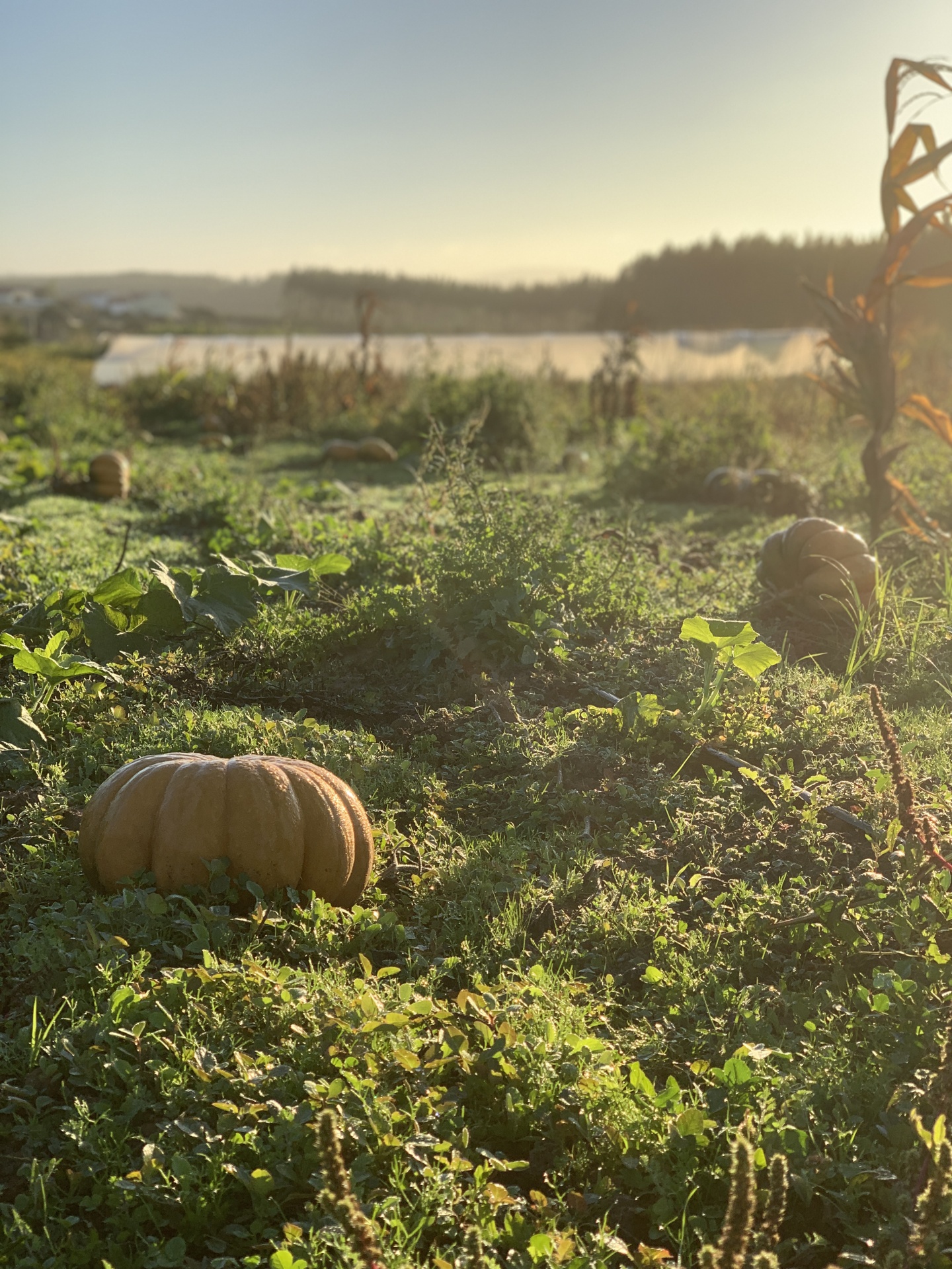 Campo com abóboras redondas alaranjadas em relva sob luz de pôr do sol