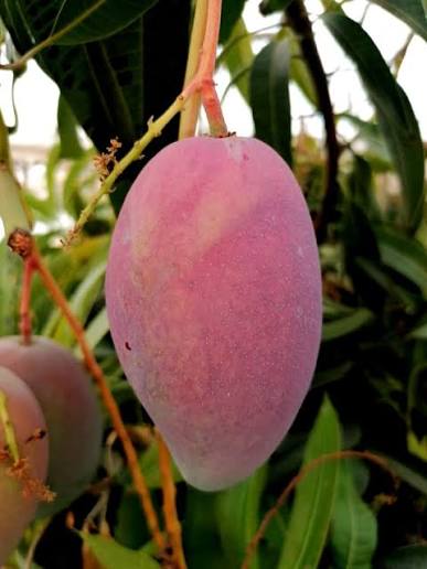 Manga rosa madura pendurada no ramo de árvore com folhas verdes