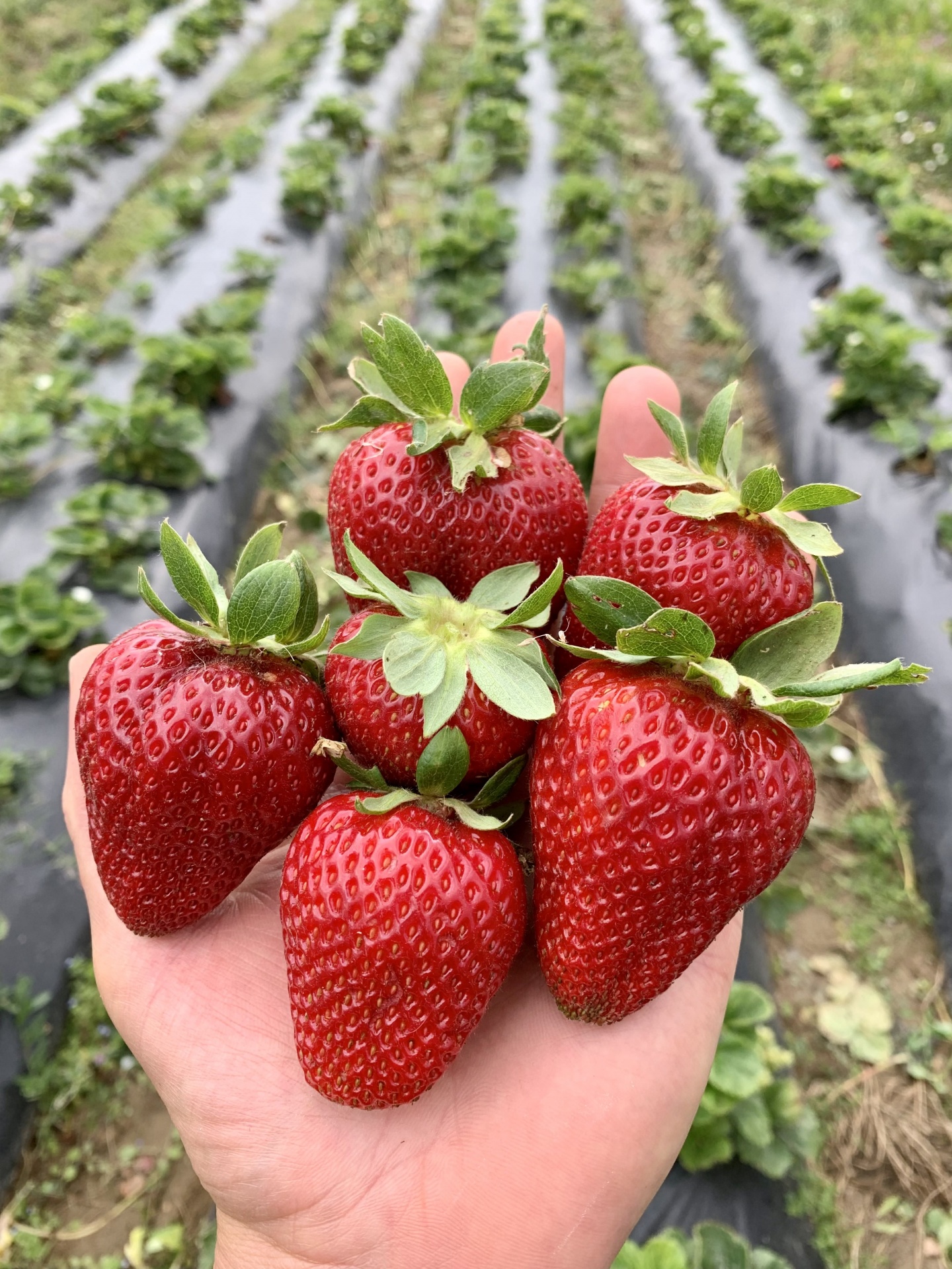 Mão segurando morangos vermelhos maduros numa plantação de morangos