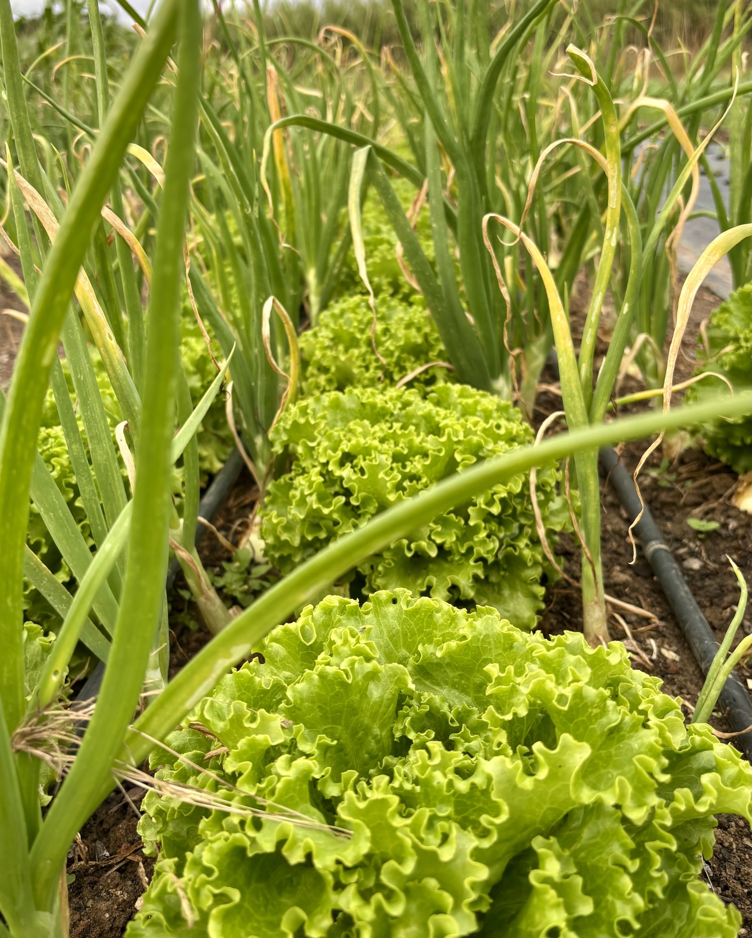 Fileiras de alfaces verdes e cebolas-verdes crescendo em solo irrigado numa horta