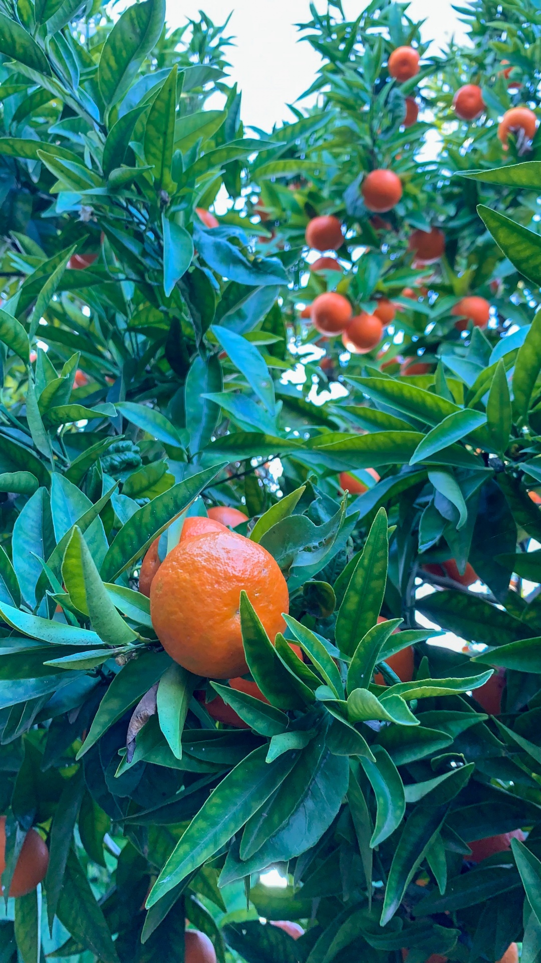 Tangerinas laranja em ramos com folhas verdes brilhantes ao ar livre