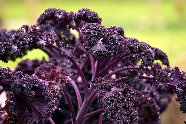 Planta de couve roxa com folhas crespas em ambiente externo