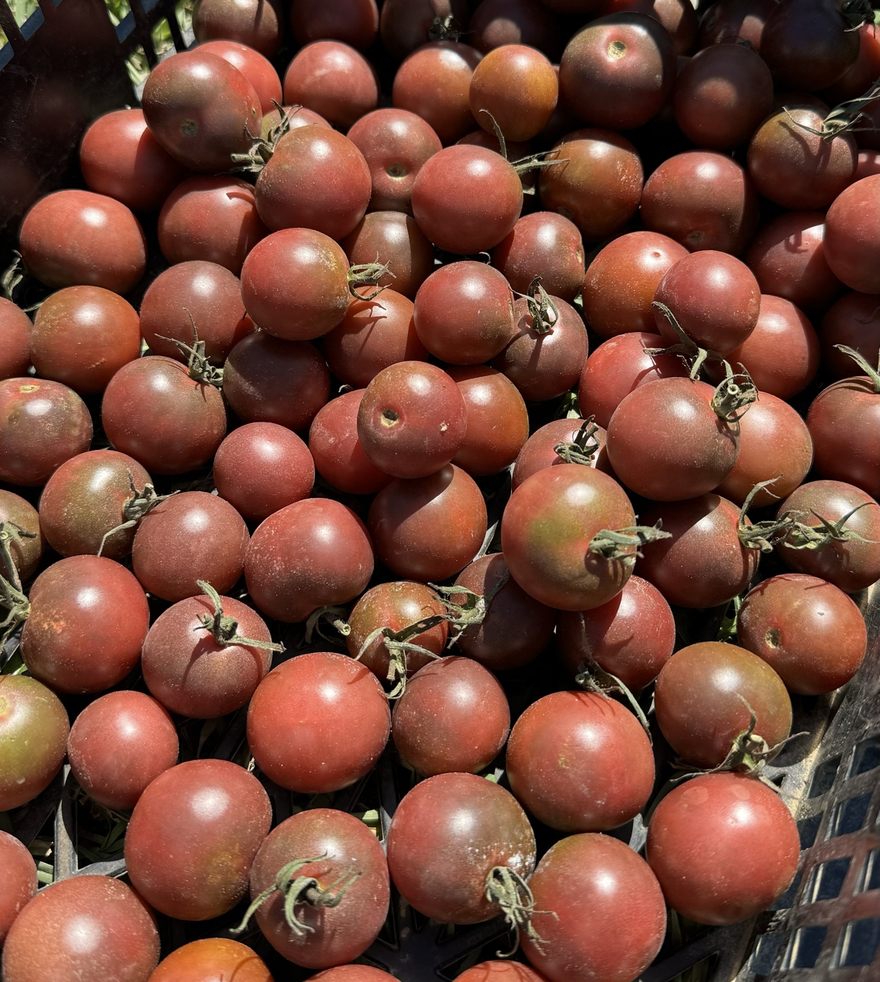 Cesto preto cheio de tomates pequenos vermelho escuro com caules verdes