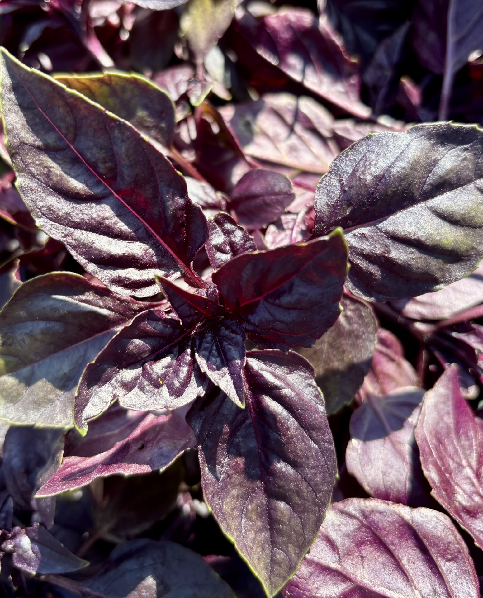 Folhas largas de planta púrpura com veias vermelhas