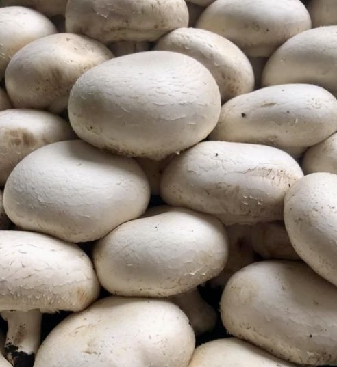 Cogumelos champignon brancos frescos empilhados