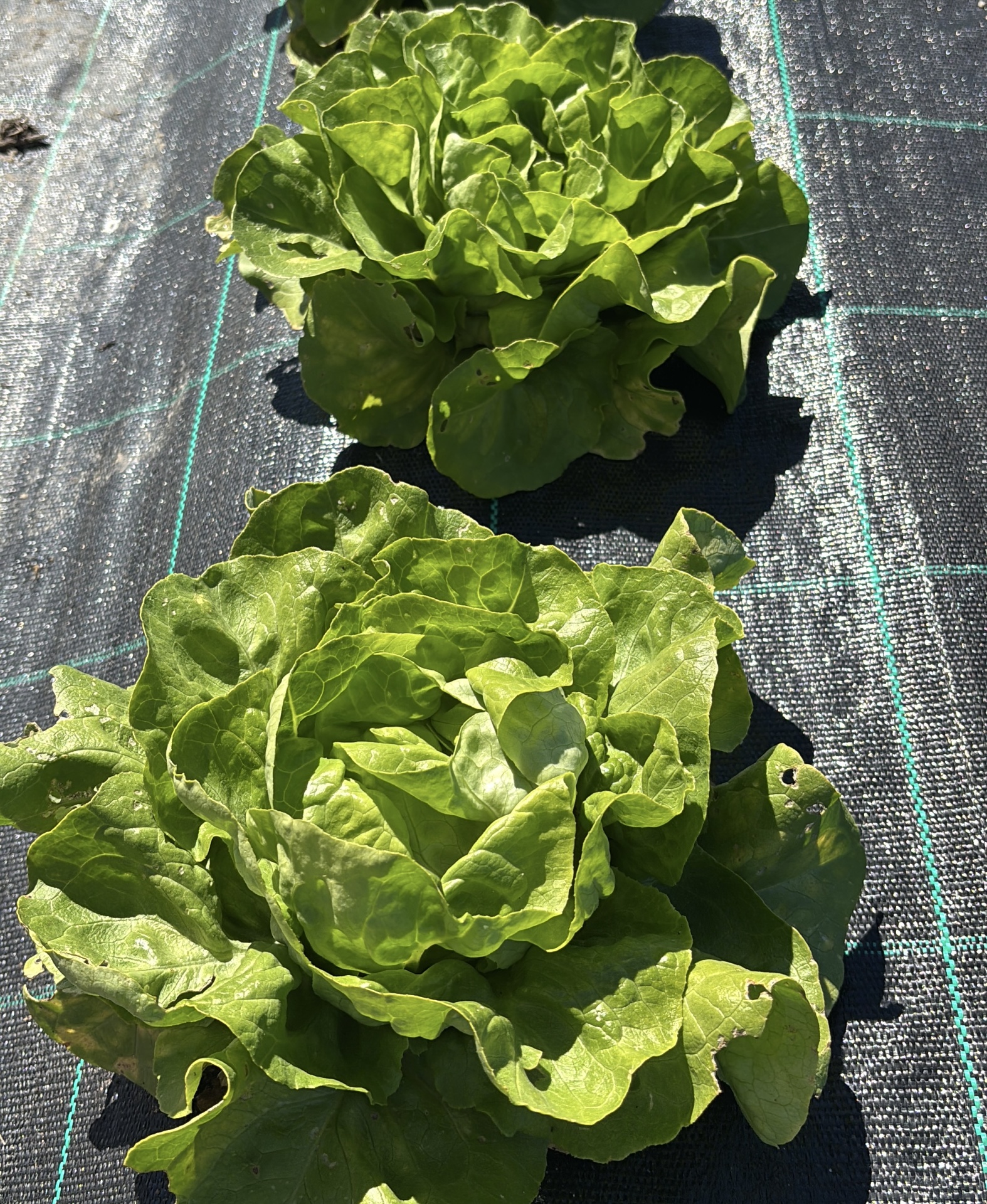 Duas cabeças de alface verde sobre tecido agrícola preto com linhas coloridas em ambiente ao ar livre