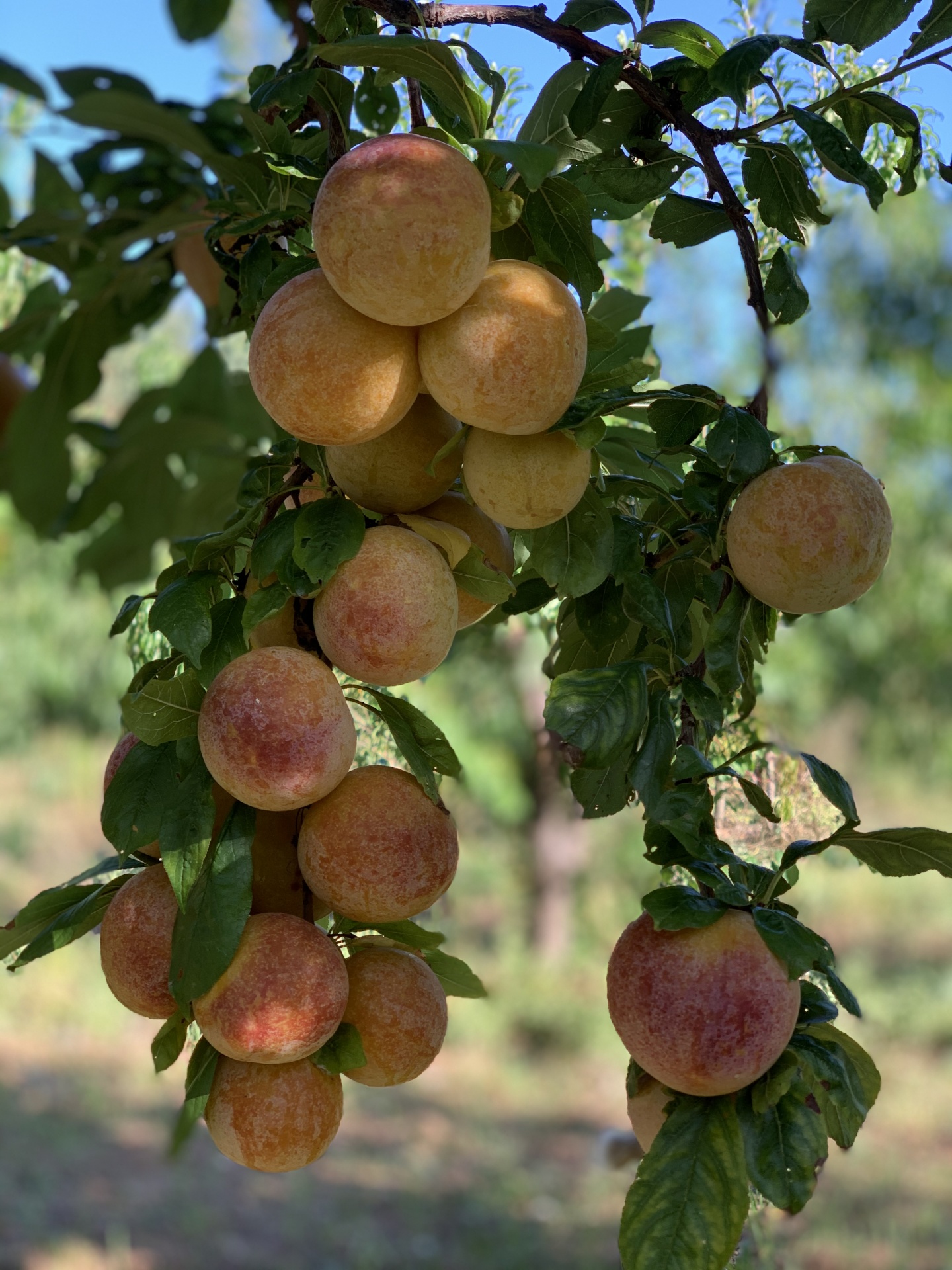 Pêssegos maduros em ramos de árvore ao ar livre