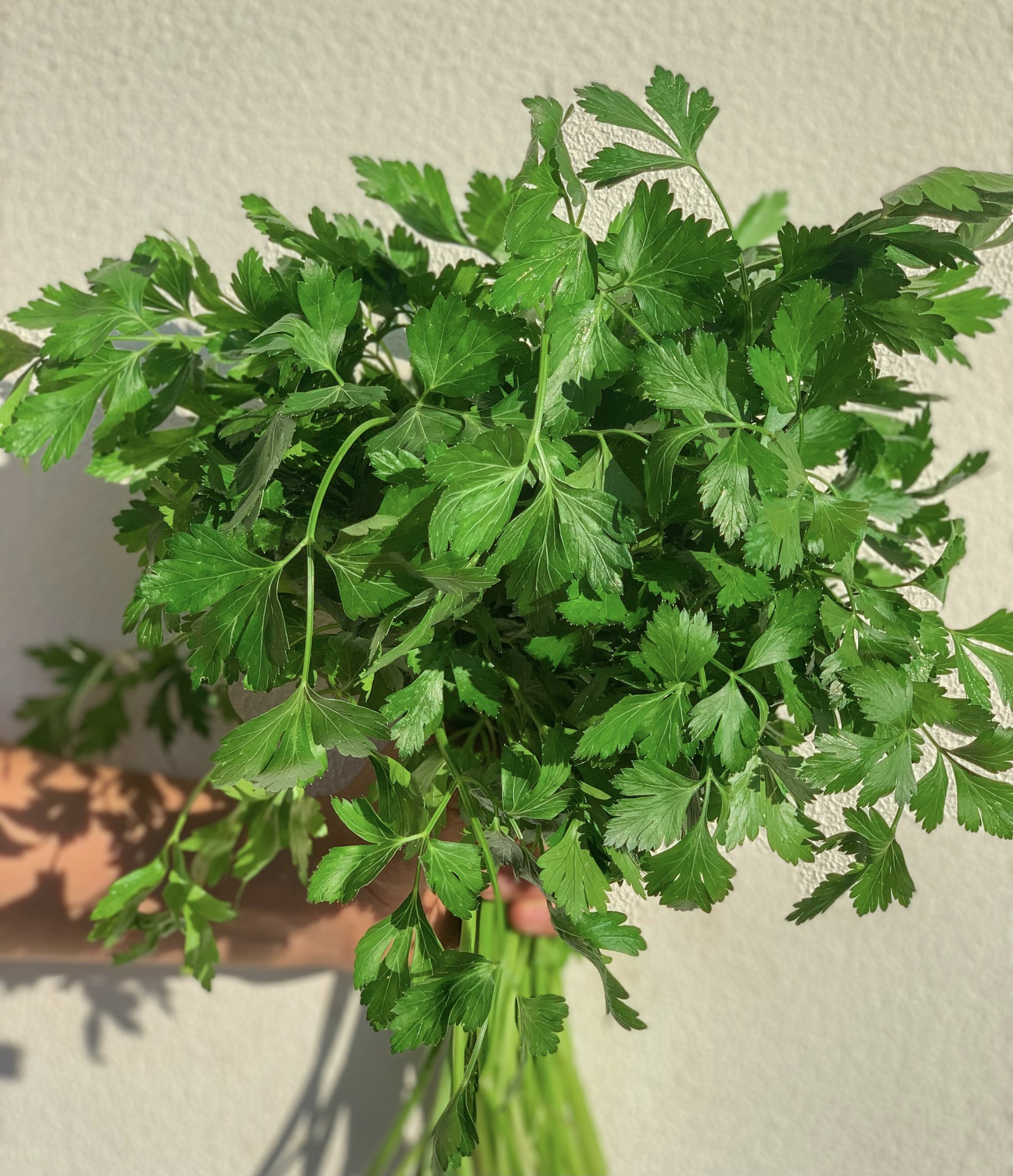 Ramo de salsa fresca com folhas verdes contra parede branca