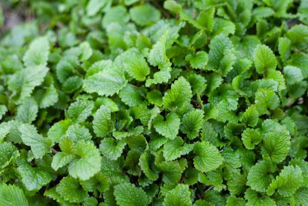 Folhas verdes frescas de planta medicinal com bordas serrilhadas