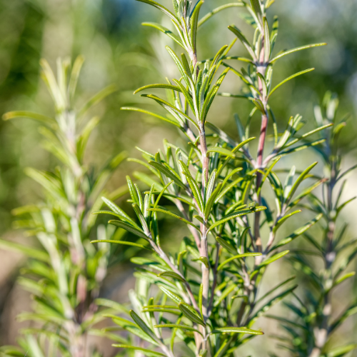 Ramos verdes de alecrim com fundo desfocado