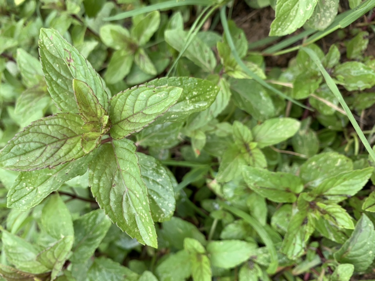 Folhas frescas de hortelã verde