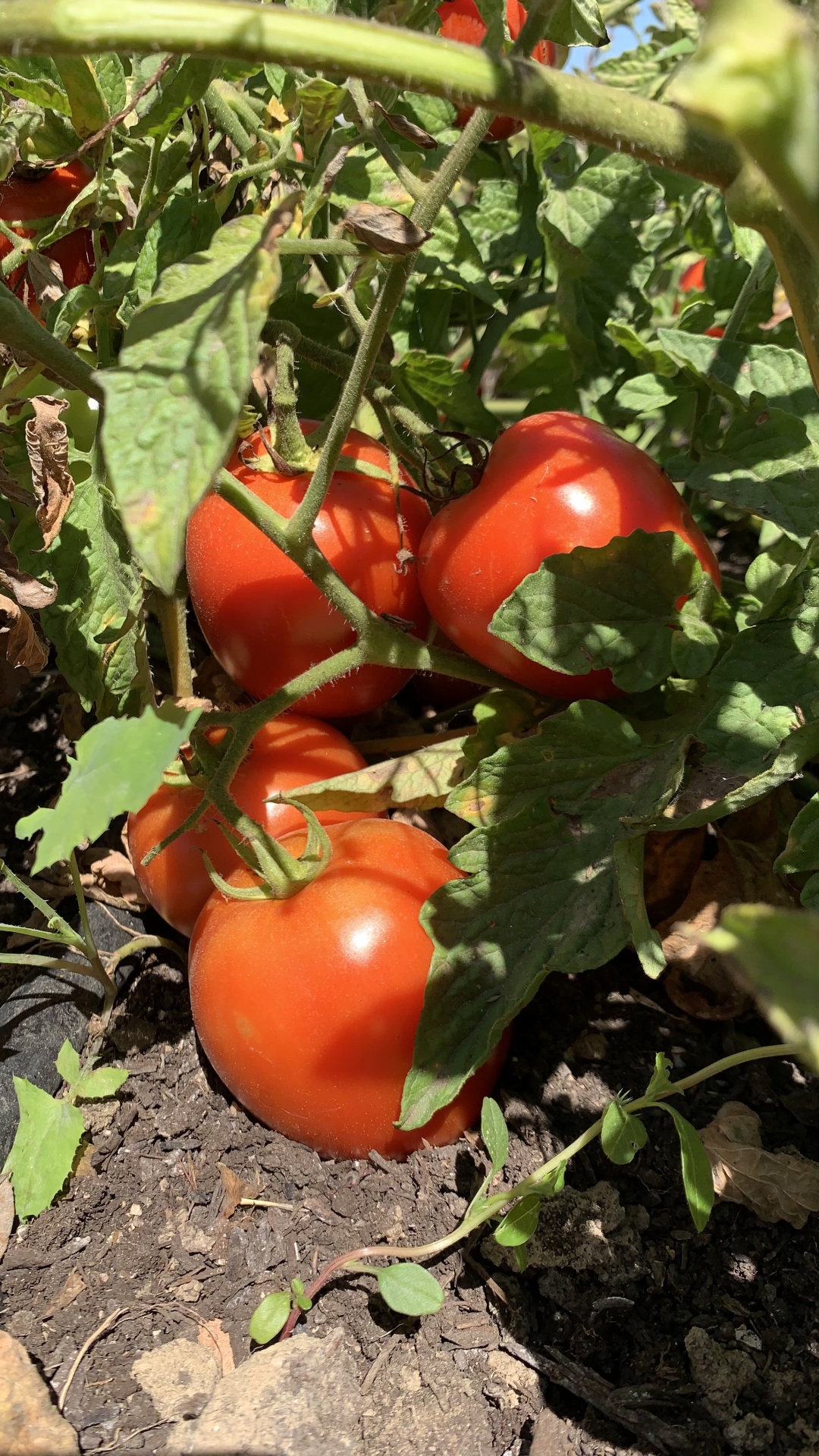 Tomates vermelhos maduros em ramos verdes sobre solo