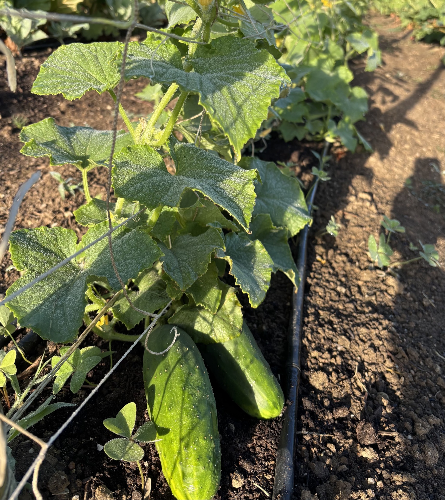 Planta de pepino verde crescendo em solo com folhas verdes.