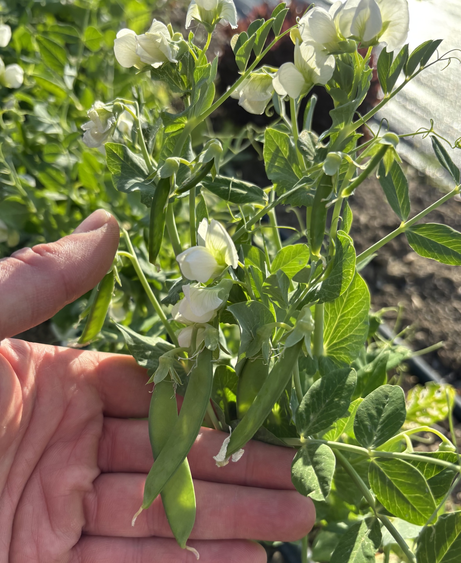 Mão segurando planta de ervilha com vagens verdes e flores brancas ao ar livre