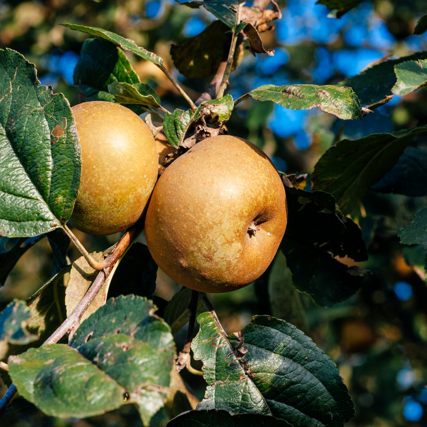 Maçãs castanhas em ramo com folhas verdes ao fundo céu azul
