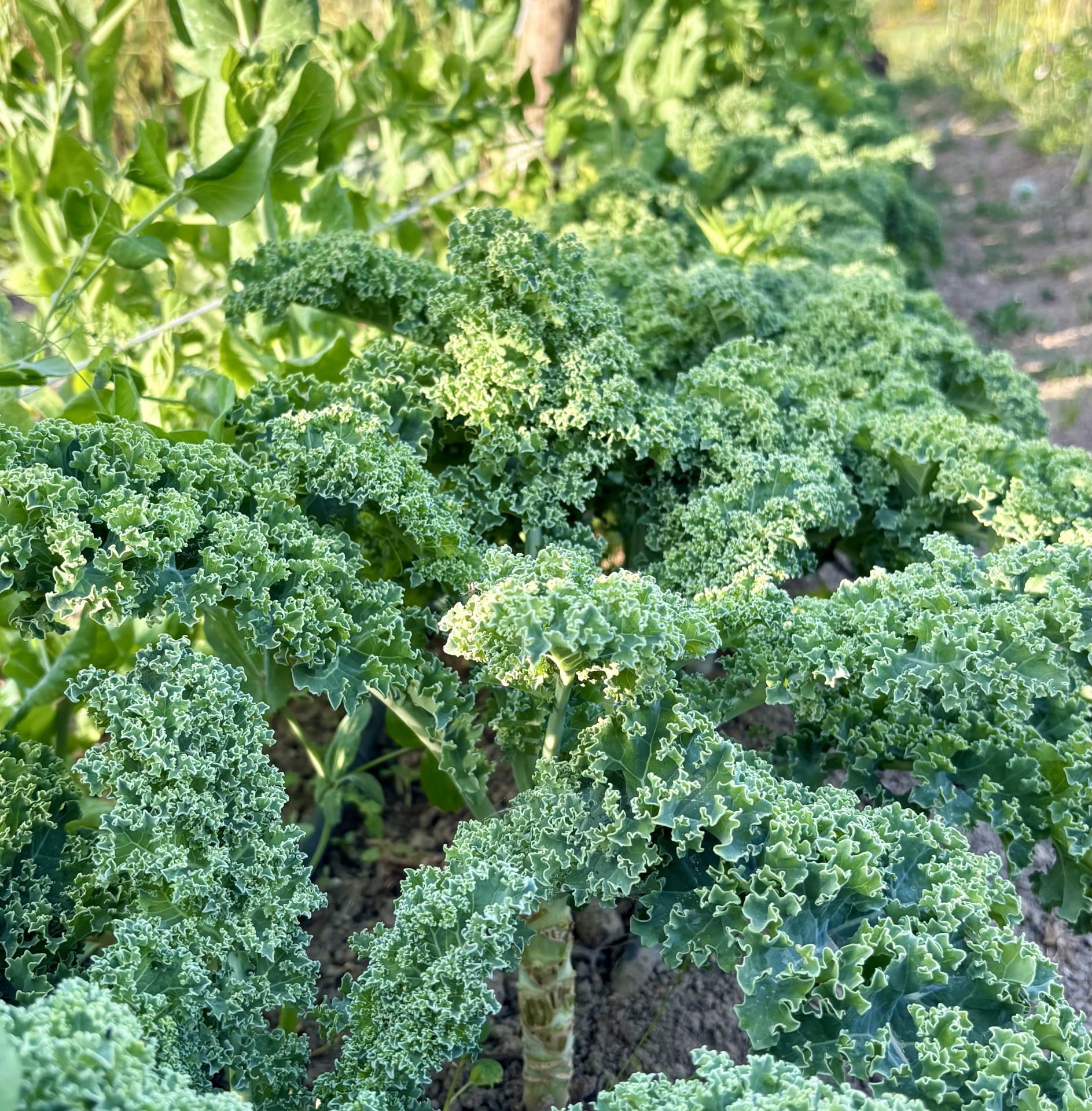Folhas verdes de couve kale frescas em cultivo ao ar livre