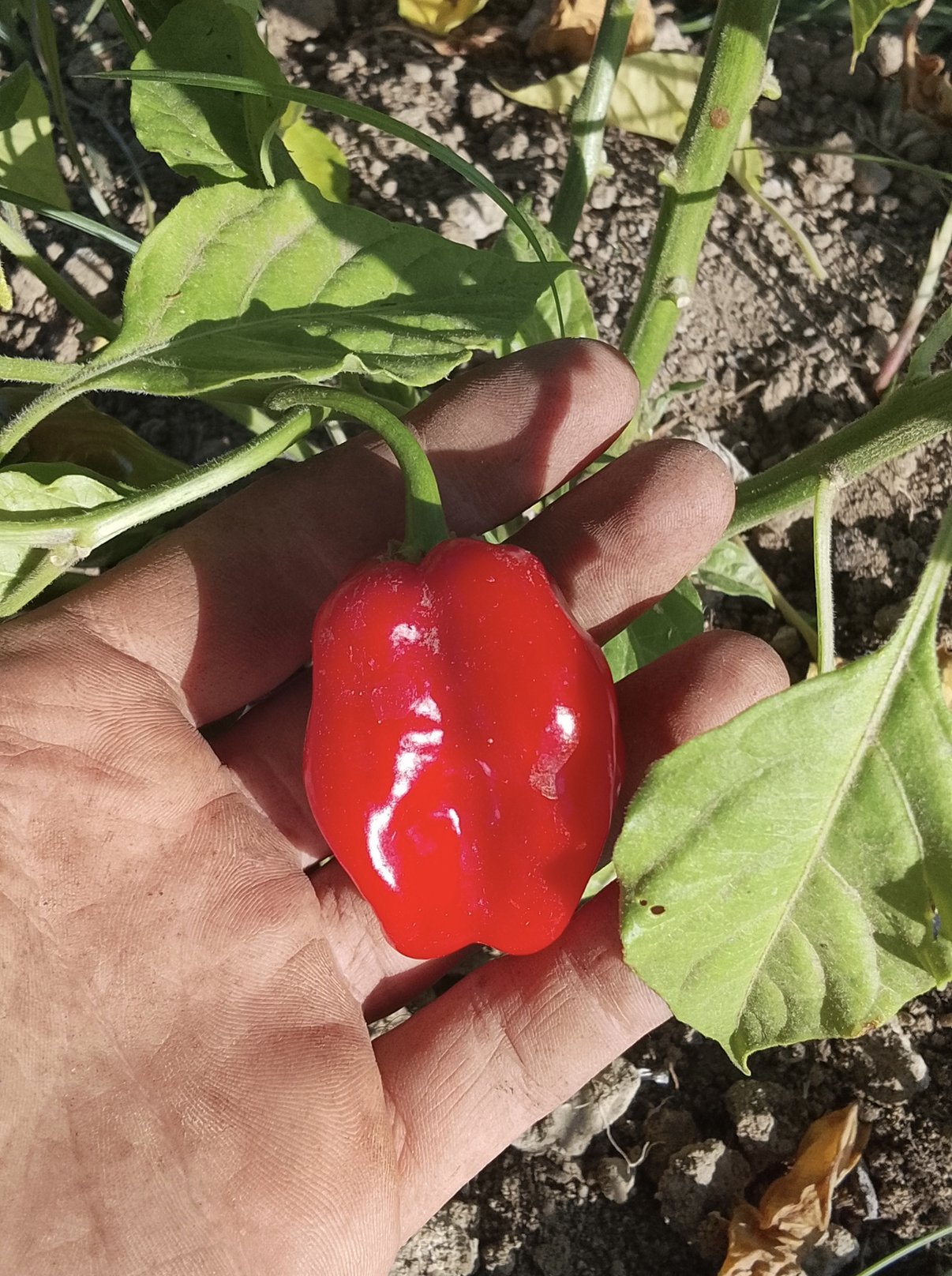 Pimenta vermelha na mão com folhas verdes e terra