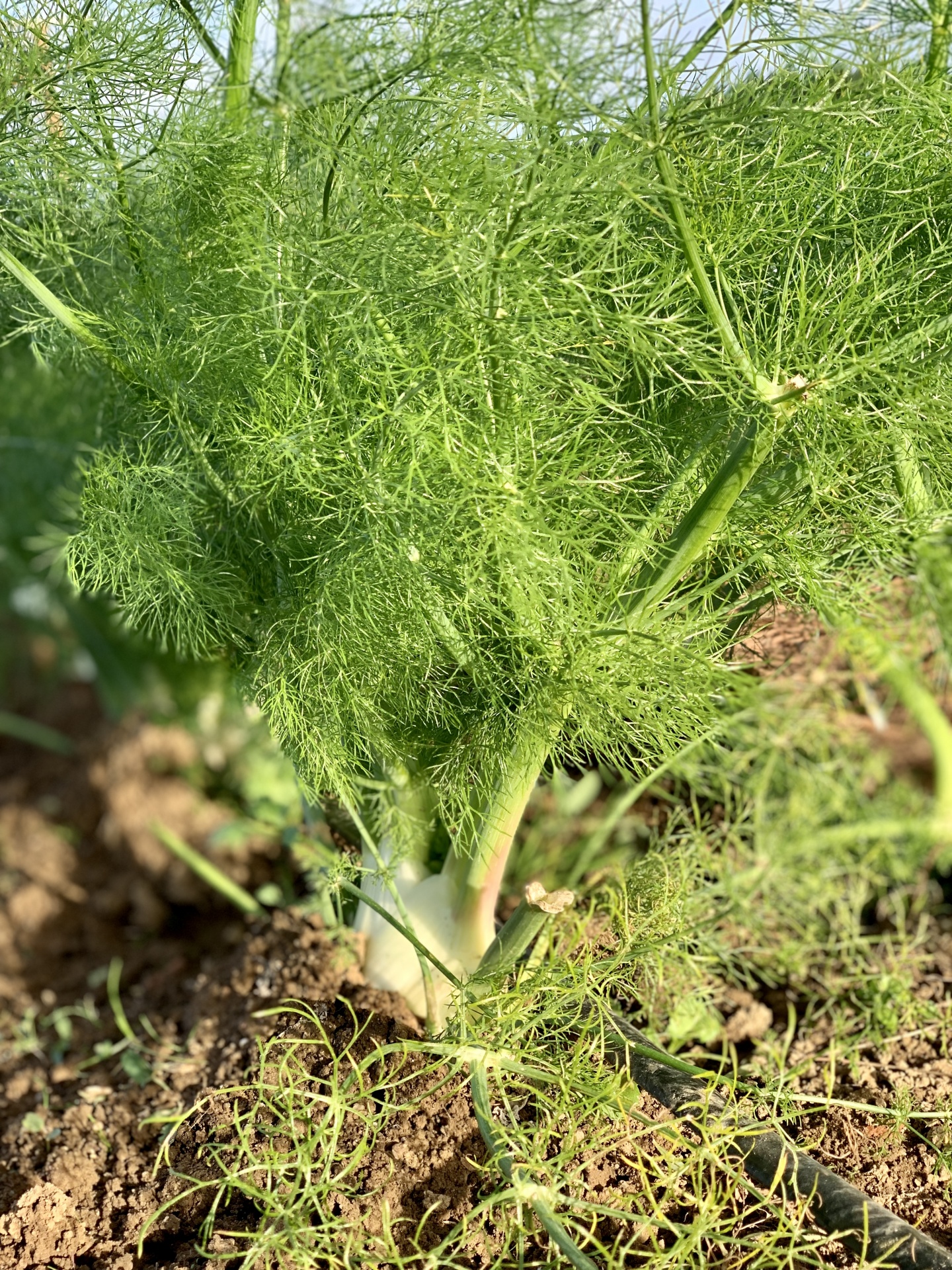 Funcho fresco plantado no solo com folhas verdes finas e bulbo branco