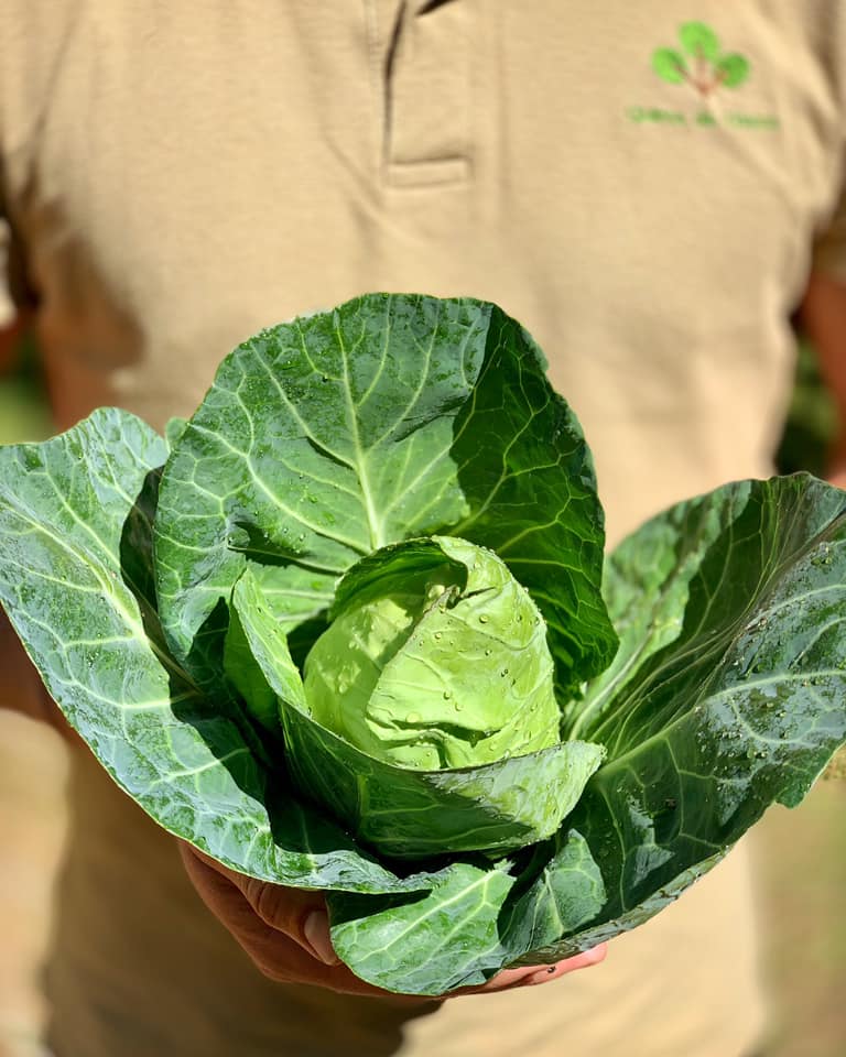 Pessoa segurando uma couve verde com folhas grandes