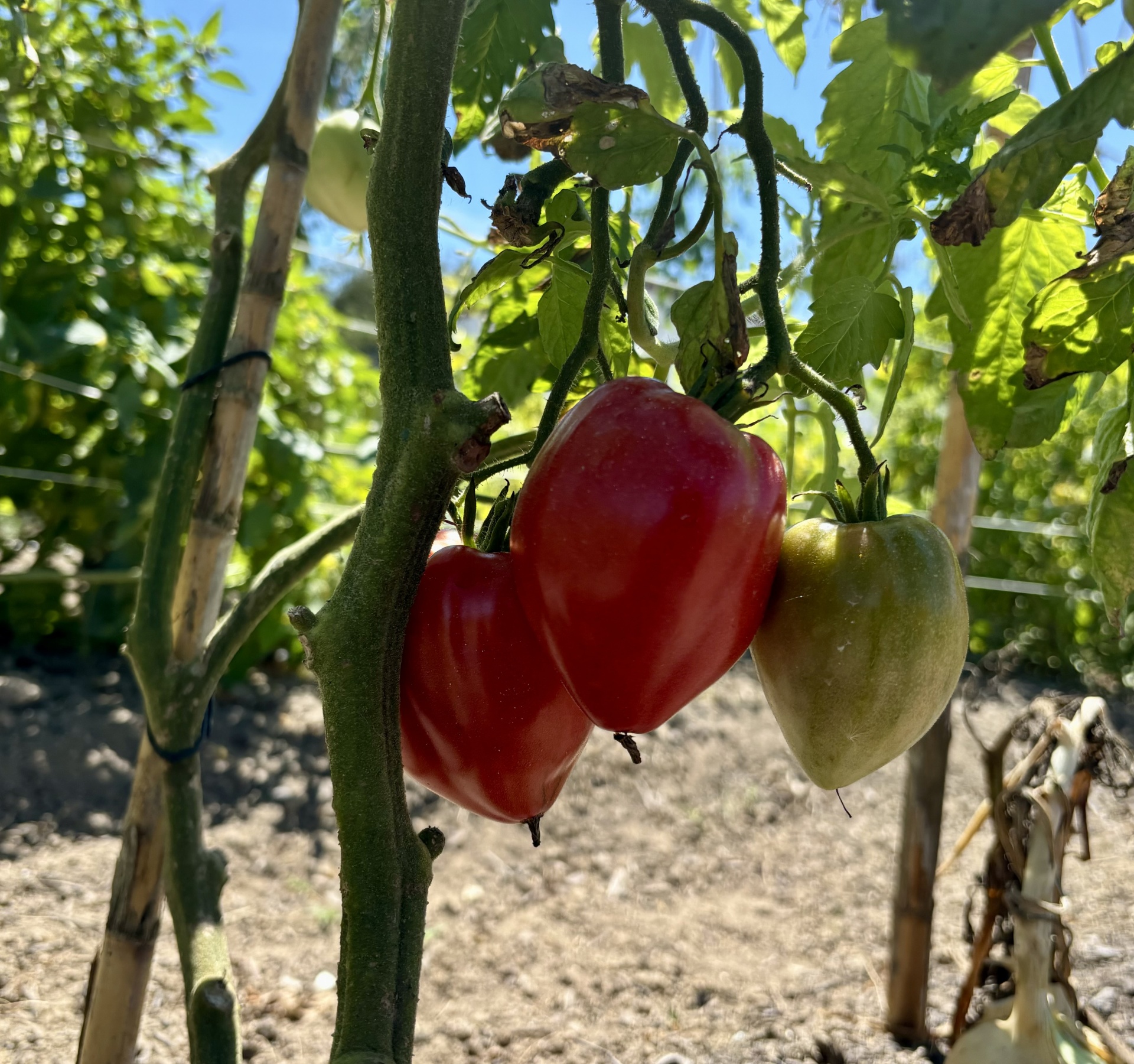 Três pimentos vermelhos e verdes numa planta ao ar livre